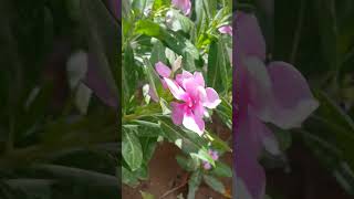 Nature in Motion 🌸#flowerbreeze#windandflowers#silentnature#petalsdance#bloomvibes#naturewhispers#