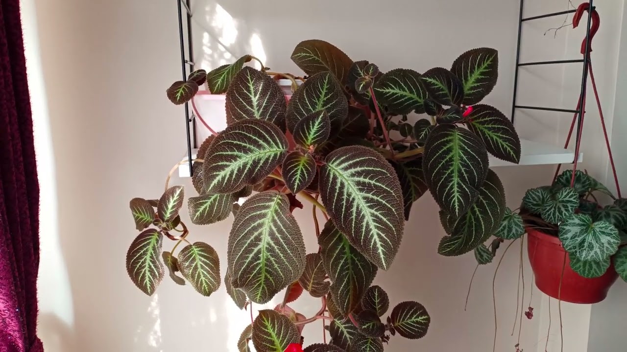 Kohlera japon küpesi çiçeğim tanıtım videosu 🤗🌸