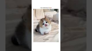 You’re my sweetie pie🥺💕 #cat #catshorts #catlover #kittten #kitty #viralvideo #shortvideo #shorts
