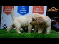 Golden retriever quality puppies