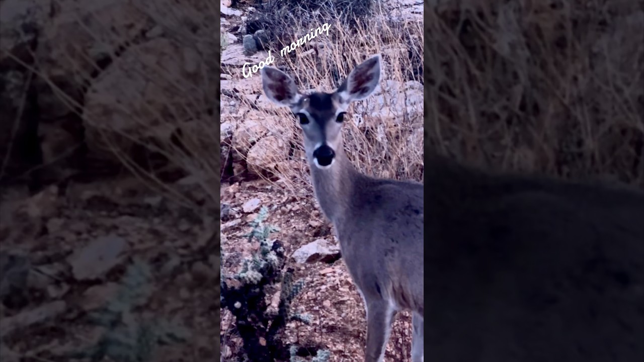 Deer in Sabino Canyon at sunrise.  Yes please 🍀✨✨✨