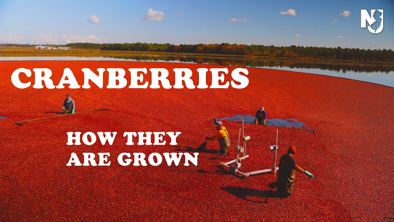 How Cranberries are Made in New Jersey YouTube