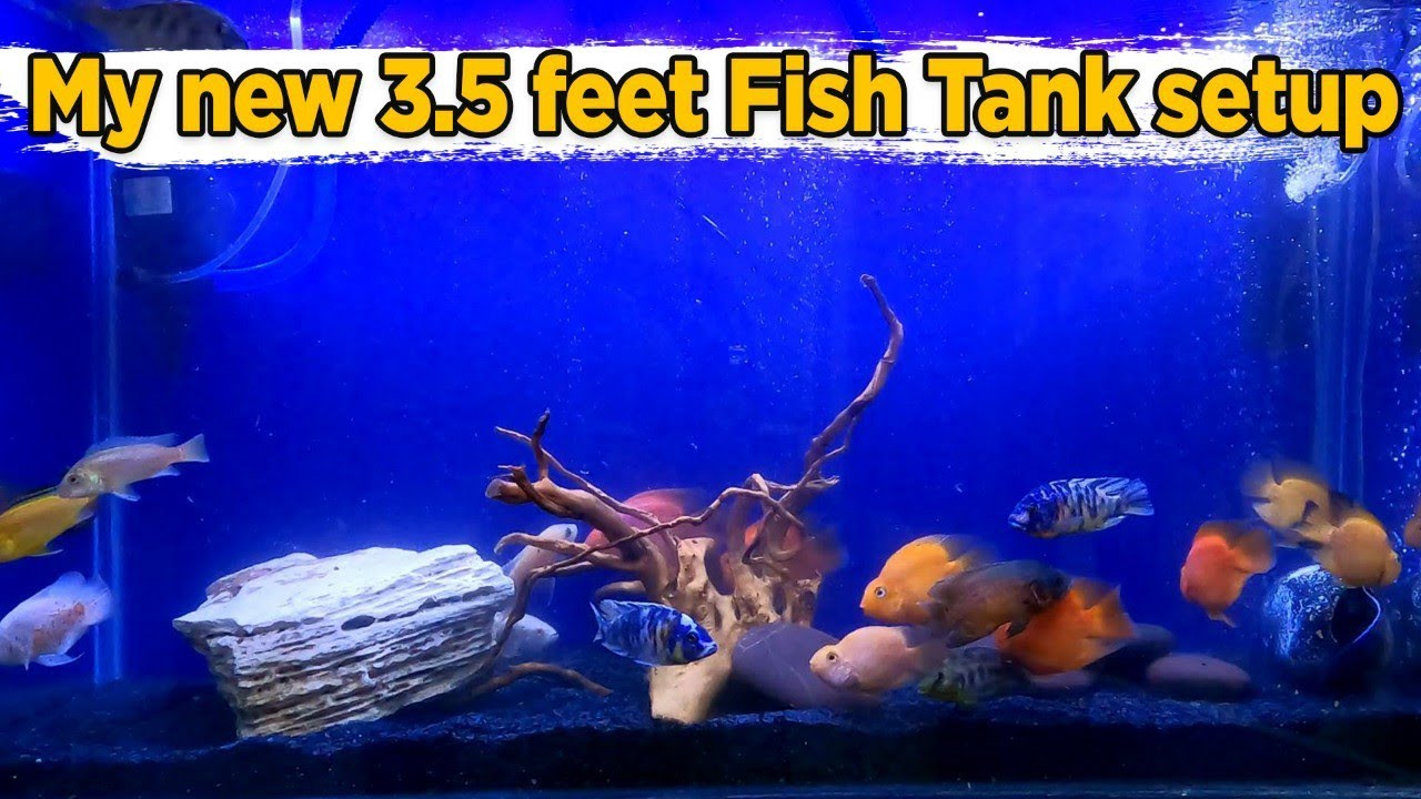 My New 3.5 Feet Fish Tank Setup Parrot Fish Cichlids Oscars Fish Aquarium Setup Up