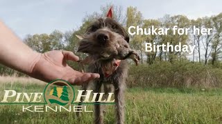 13 year old Drahthaar Enjoys her Birthday by Pine Hill Gun Dog Training 124 views 11 months ago 2 minutes, 15 seconds