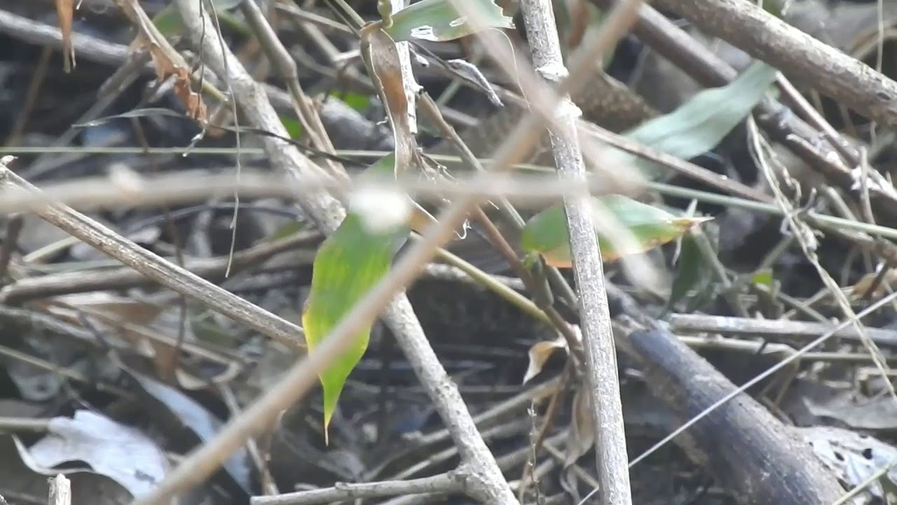 scaly-breasted cupwing or scaly-breasted wren-babbler (Pnoepyga