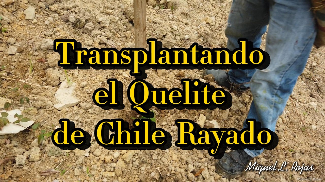 Transplantando el Quelite de Chile Rayado