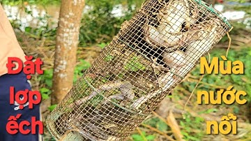 133 | Mùa nước nổi đặt lợp bão ếch đồng