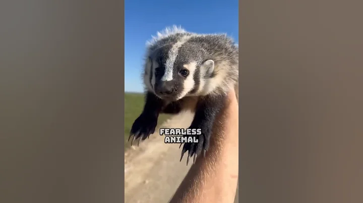 The Most Fearless Animal – The Honey Badger! 🦡🔥 #facts #animallife #animalfacts #animals #wildlife