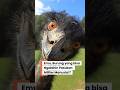 MILITER NYERAH LAWAN BURUNG? Burung Emu VS Royal Australian Artillery !!!