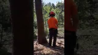 Obaranje I Obrada Smreke