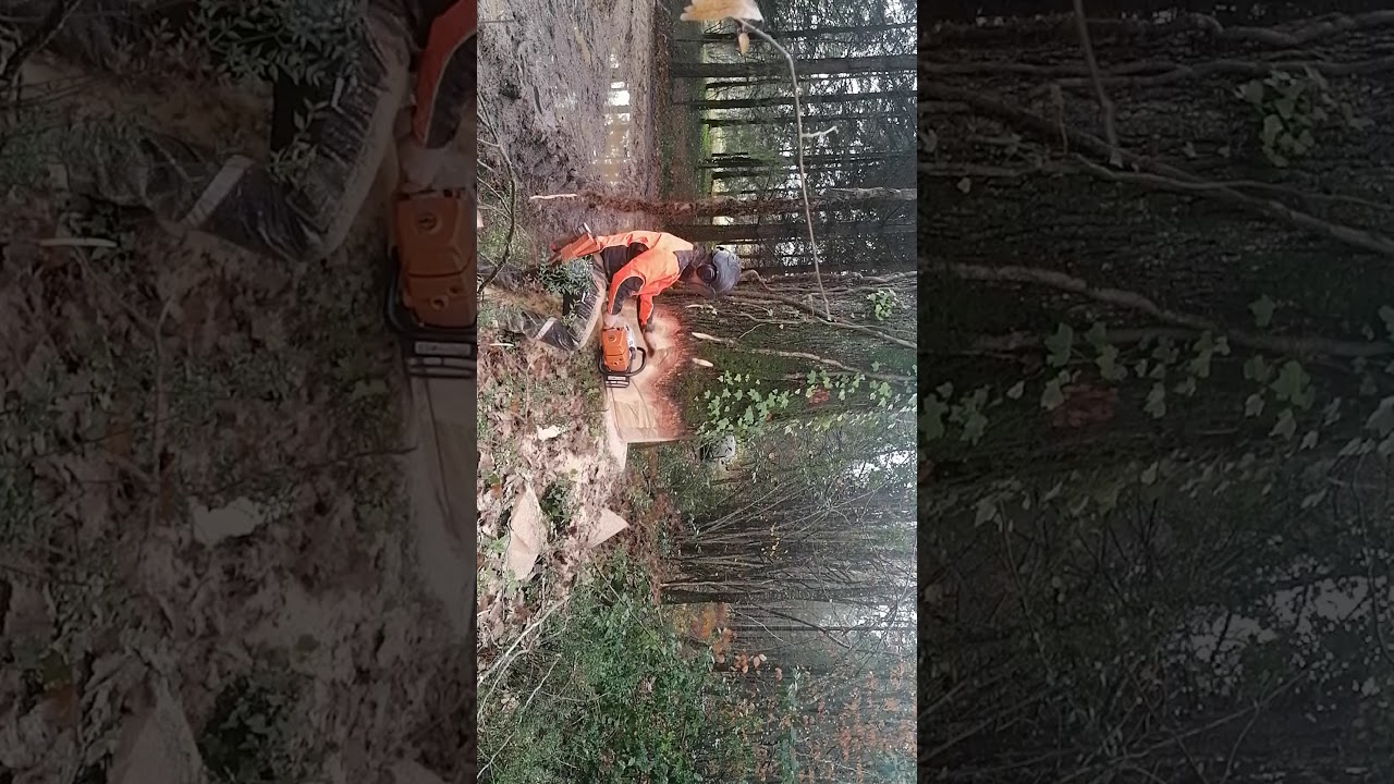 Abattage d'un gros chêne et débardage dans des conditions difficiles. 💪