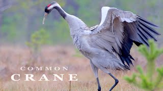 Common crane  bird sounds and dances