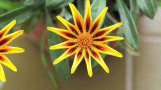 Flowers Dance Timelapse of gazania flowers