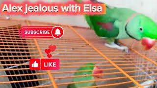 #Alex jealous with Elsa. 😂