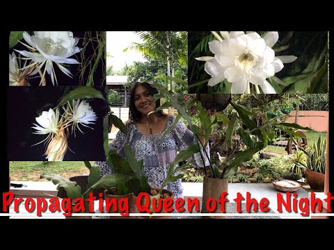 Different Ways Of Propagating Queen Of The Night Epiphyllum Oxypetalum Dutchman's Pipe Cactus