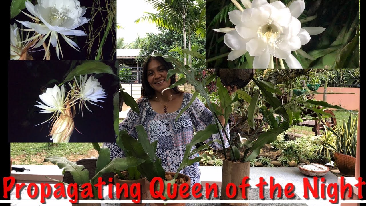 Different Ways Of Propagating Queen Of The Night Epiphyllum Oxypetalum Dutchman S Pipe Cactus Youtube