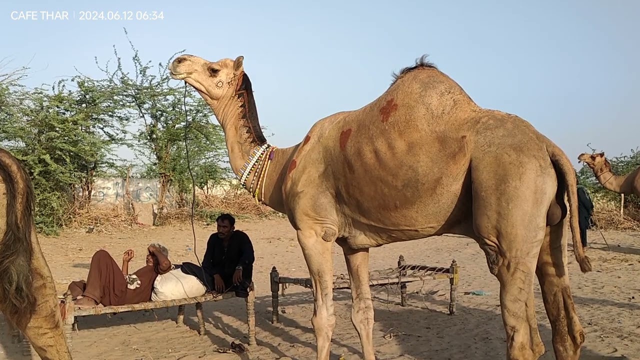 Heavy weight and golden camel in camel market