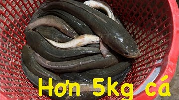 Câu cá lóc đồng tập 62 | Tìm bãi câu mới trúng hơn 5kg cá lóc đồng mập ú siêu ngon | #n94fishing