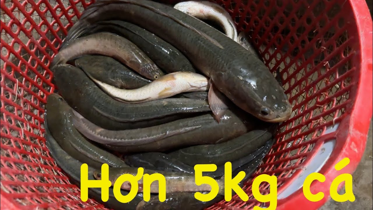 Câu cá lóc đồng tập 62 | Tìm bãi câu mới trúng hơn 5kg cá lóc đồng mập ú siêu ngon | #n94fishing