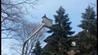 Chicago Tree Services - Tree T & Removal