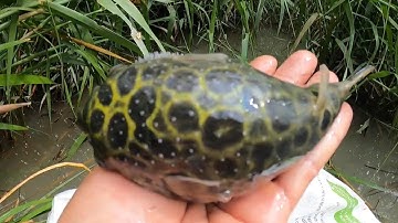 TRẢI NGHIỆM SĂN BẮT THĂM LỜ CÁ NƯỚNG ĂN TẠI CHỒI @**@TÙNG NHÀ BÈ 