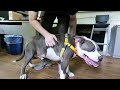 Dwayne "The Dog" Johnson video