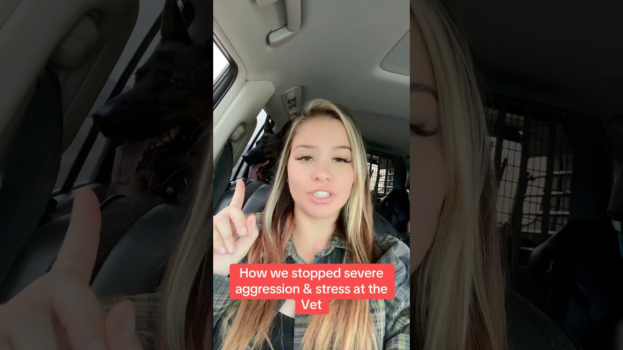 How we overcame severe aggression at the Vet due to stress, anxiety, & PTSD 