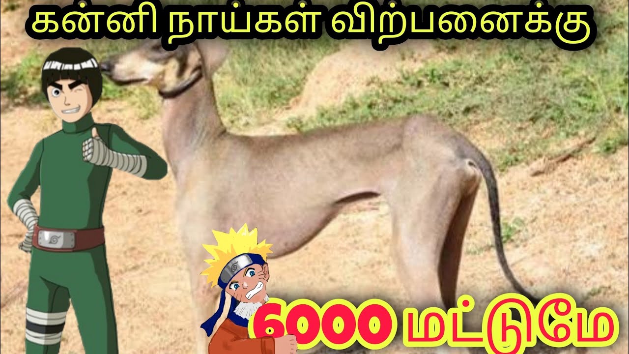 வேட்டை நாய்கள்🔥//kanni dog // low price 👍// In thirunelveli 💥// pet