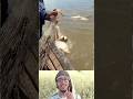 নদী কাঁপিয়ে উঠল মাছের ভিড়ে 🌊 | Viral Fishing Video 🐟🐟 #fishing #youtube #youtubeshorts #shorts