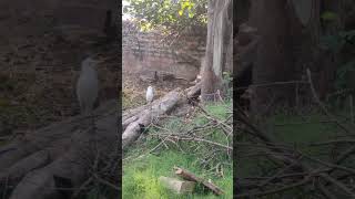Egert with cow #nature #animal #birds #domestictourism #k2 kasp #morning