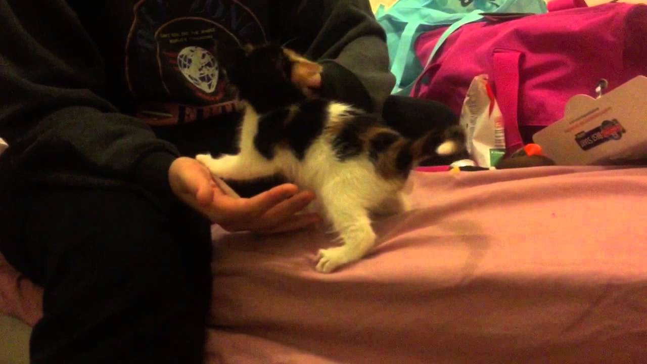 Cat wags tail like dog