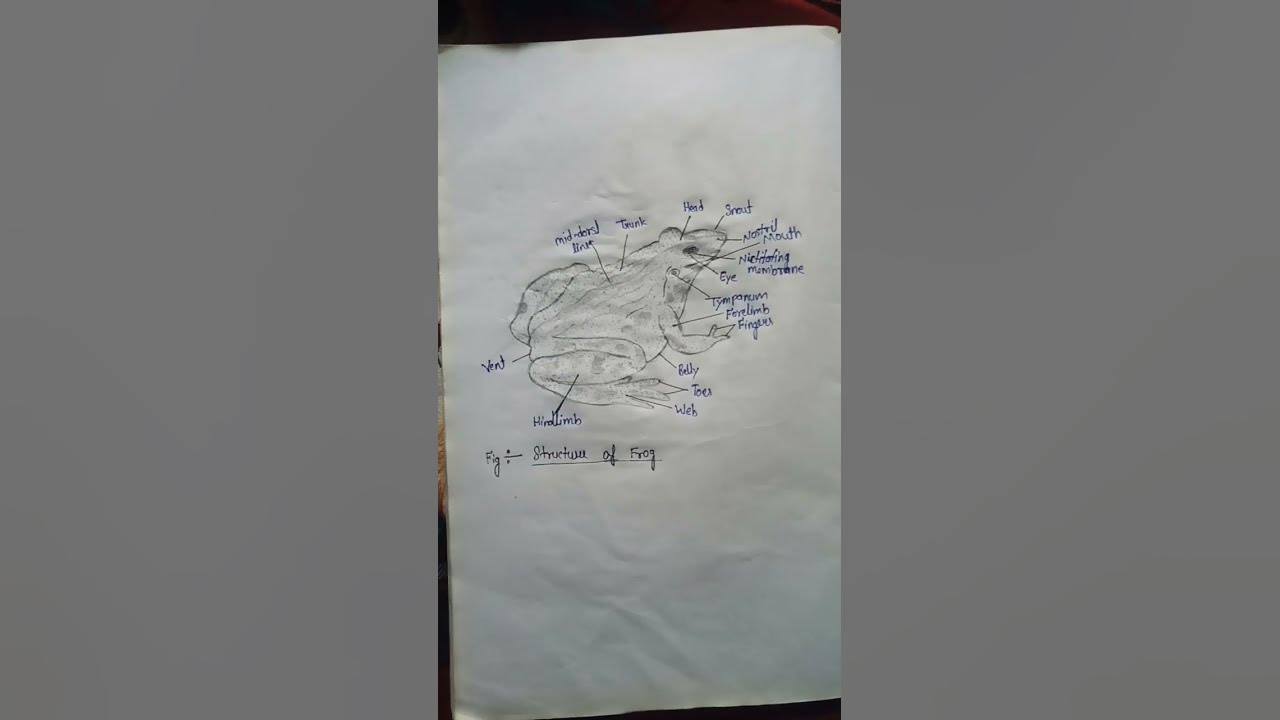 2022-structure-of-indian-frog-art-youtube