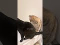 お嬢様の高貴なる(?)水浴び #cat #猫