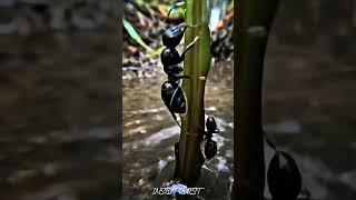 Ants vs Rainstorm 🌧️🐜 (Tiny Creatures, Massive Survival Battle!) #Shorts