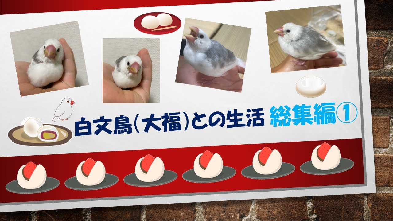 白文鳥（大福）との生活 総集編① - YouTube