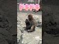 【感涙】パンチ君初めての赤ちゃんを抱っこしてみた　#がんばれパンチ #パンチくん #市川市動植物園