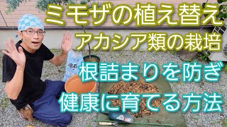 【ミモザ(アカシア類)の植え替え】根詰まり&根腐れを予防して健康に育てる方法(2022年6月)