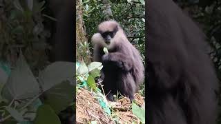 Download Lagu Purple-faced leaf monkey 🐒 in Sri Lanka 🇱🇰 #travel #animals #monkey MP3