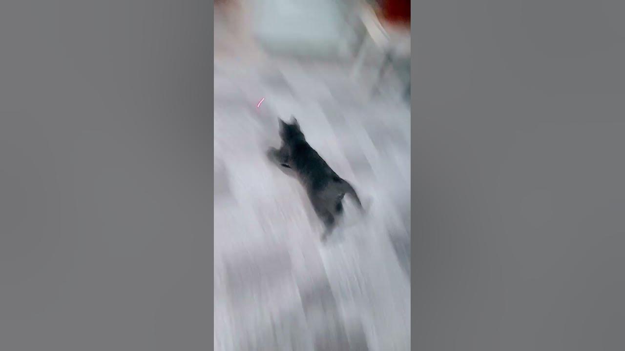 бешеный кот - YouTube