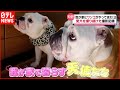 【犬】寝姿はホラー…爆笑！大人気の“ブルドッグ家族”『我が家にワンちゃんがやってきた』