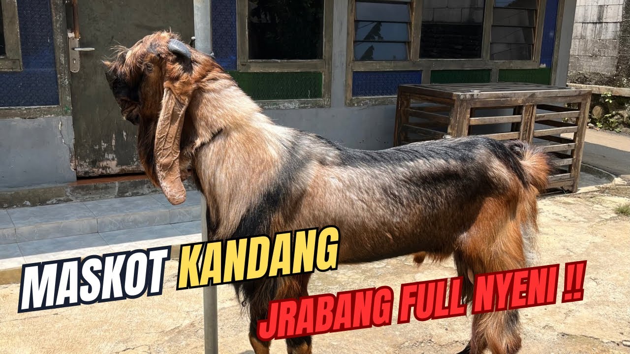Uniknya Maskot Kandang Kambing ‼️ Cerita Jrabang yang Bikin Heboh