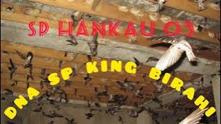 SP HANKAU 03 sama persis dengan SP KING BIRAHI