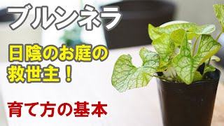 ブルンネラの育て方　マイナーだけどセンスのいいシェードガーデンの救世主！