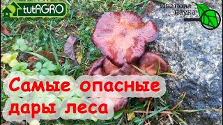 ОПАСНОСТИ ДАРОВ ЛЕСА: как не навредить себе и своему саду и огороду. Мульчирование земляники.