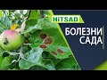 Самые страшные болезни яблони ✔️ плодовый сад с  хитсад тв