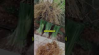 Apa Manfaat Tanaman Akar Wangi shorts