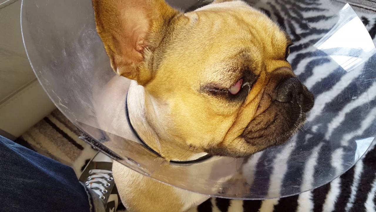 Prosthetic Eyes in a French bulldog YouTube