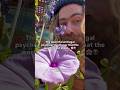 Powerful And Legal Plant Medicine With A Long History Of Shamanic Usage 