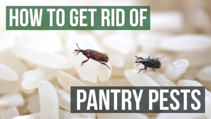 How to Use Pro-Pest Pantry Moth & Beetle Traps [Get Rid of Pantry Pests!] 