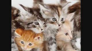 Just... Animals